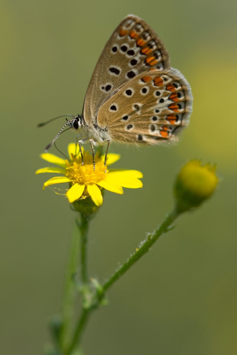 Polyommatus icarus